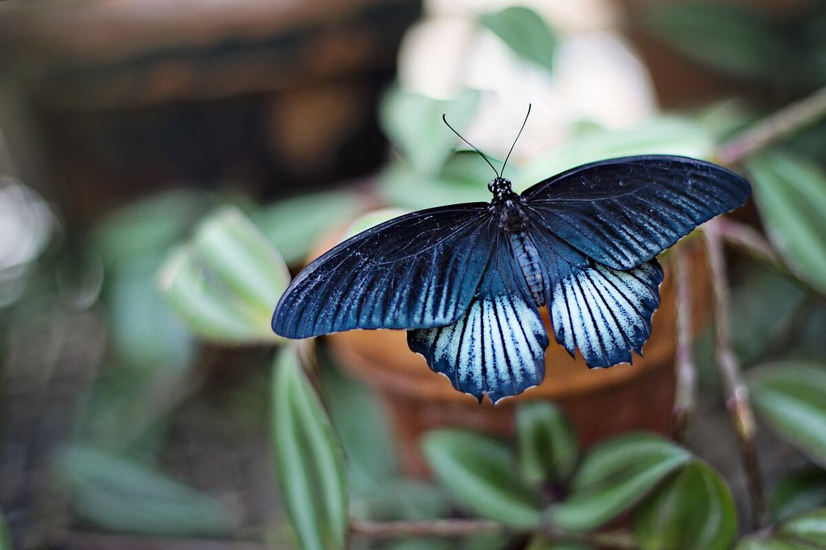 https://cdn.pixabay.com/photo/2016/03/25/13/11/butterfly-1278820_1280.jpg