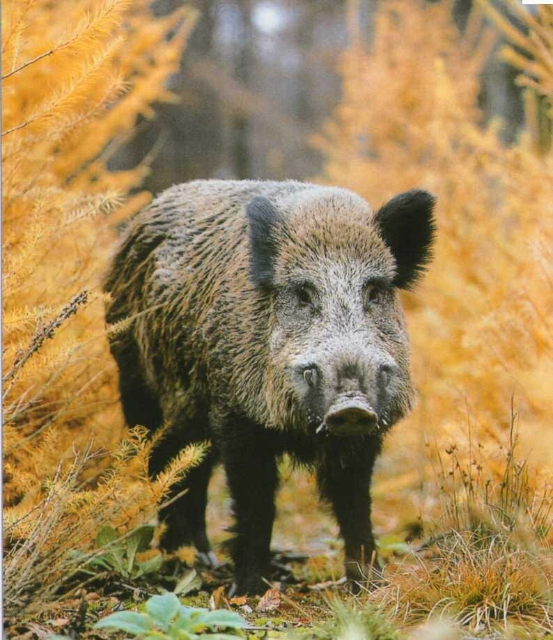 источник https://avatars.mds.yandex.net/get-zen_doc/1107063/pub_5d6653aa43fdc000ac95fa00_5d66548dc49f2900ad9b4b1b/scale_1200