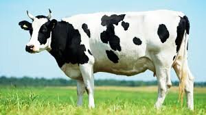 Мууу, а может я муравей-корова? 