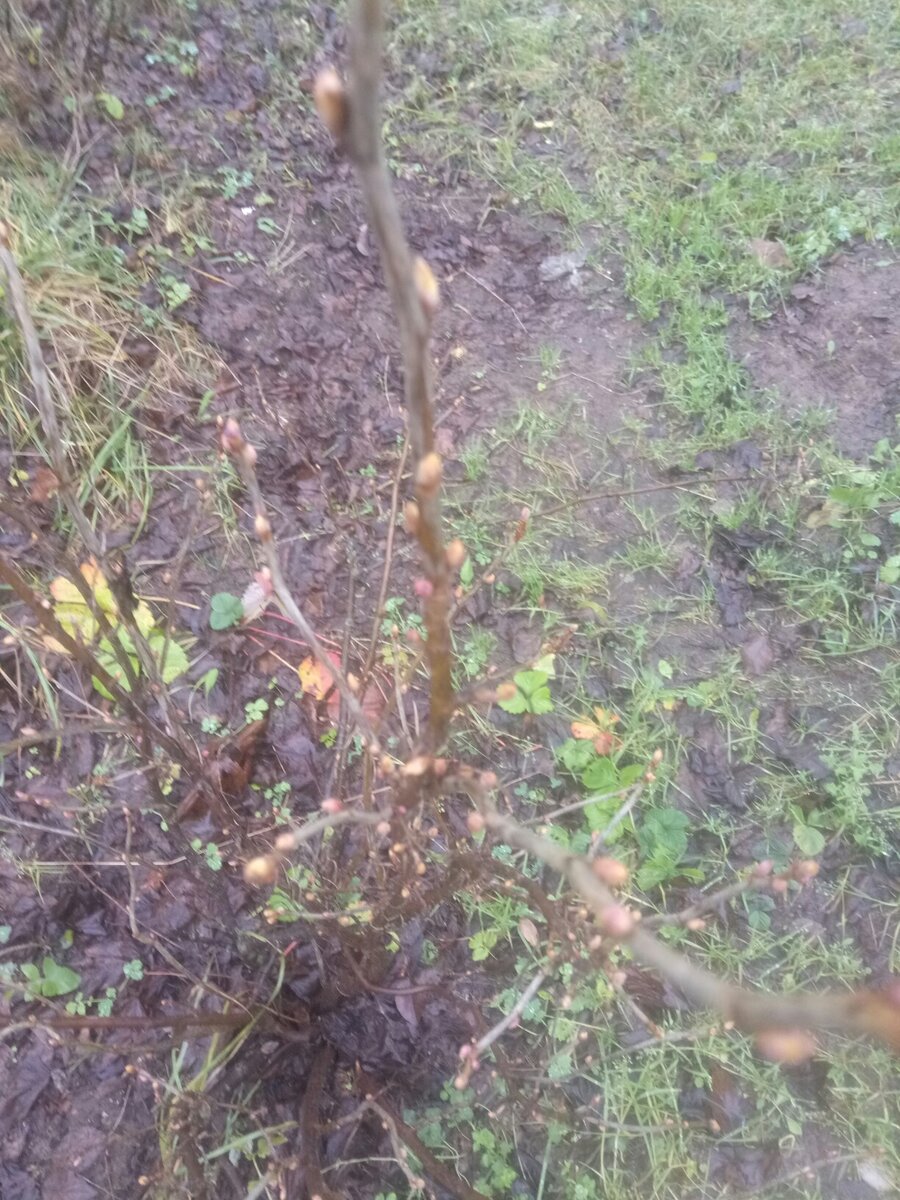 Набухли почки у черной смородины в ноябре.