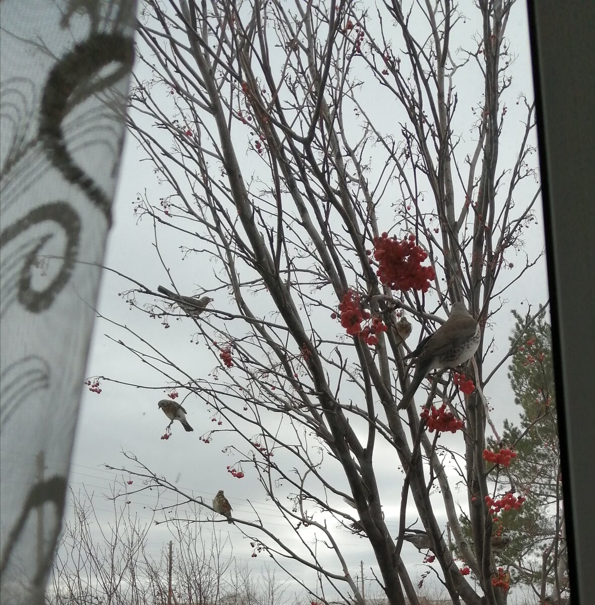 Может быть, кто-нибудь знает, что это за птицы?