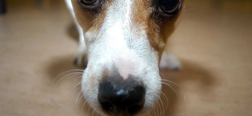 Самые дорогие породы собак