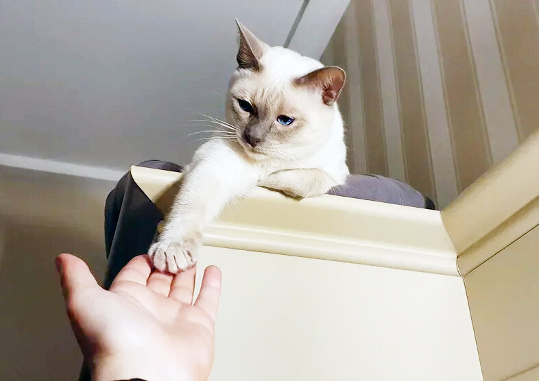 Котоблог телеграмм. Котоблог.