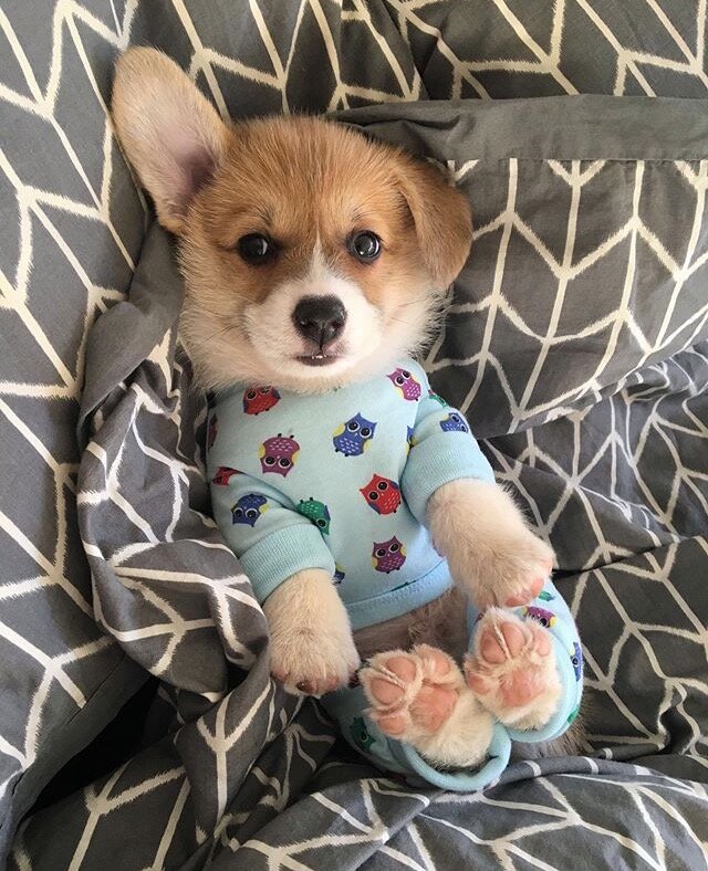 Яндекс.Картинки