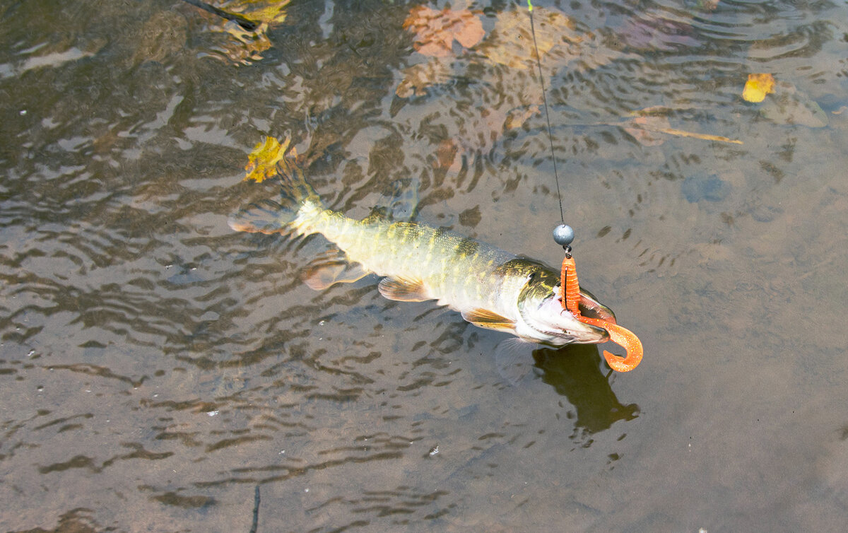 На разных водоемах разные примани проявляют себя по-разному.