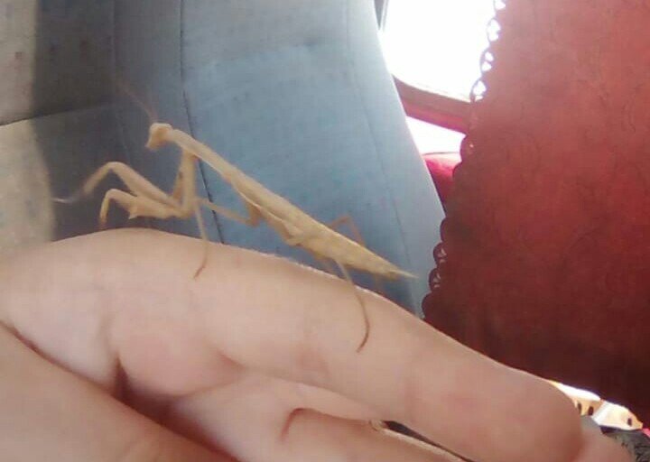 Этого богомола мы привезли из степи