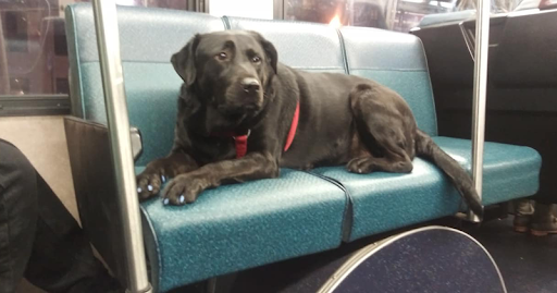 Водители автобусов знают, где ее высадить