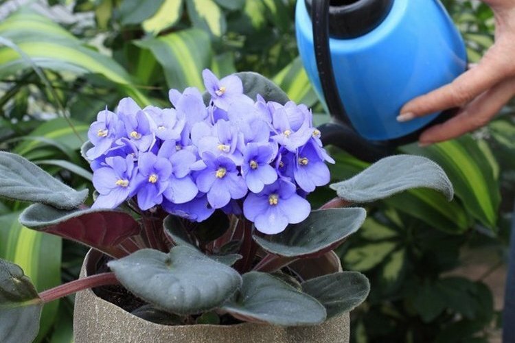 Фотография 2. Полив фиалки