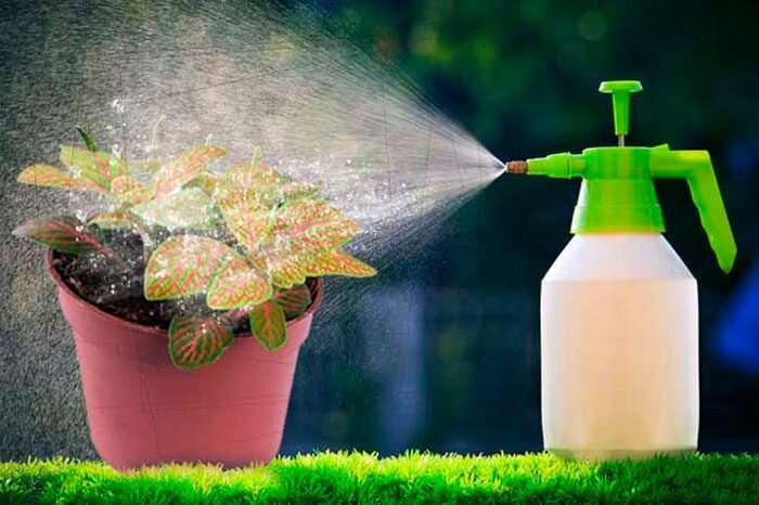 Фотография 2. Полив фиттонии