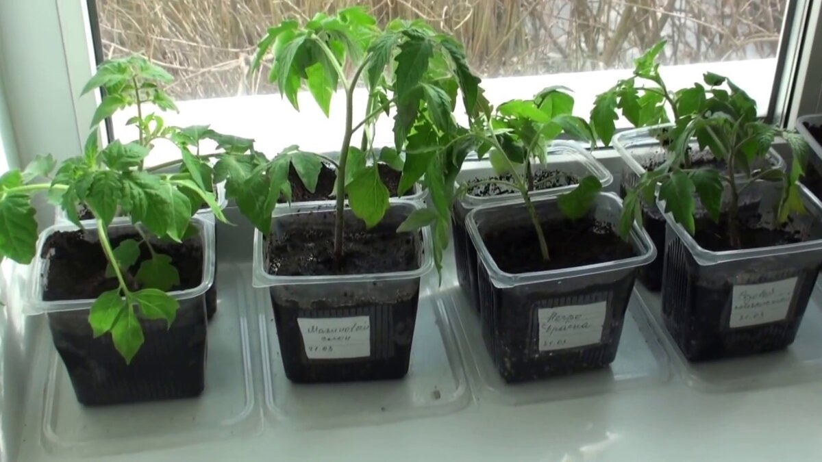 Пикировка томатов - важный этап при выращивании Рассады. Растите рекордные урожаи на зависть соседям без особых хлопот