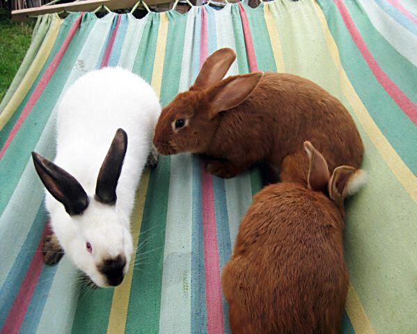 Кролик - стадное животное.