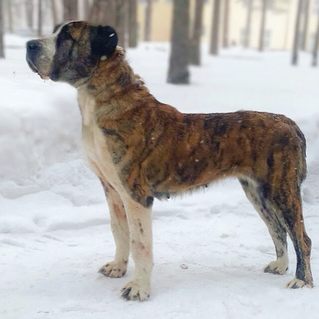 Наша грациозная Амура ❤️