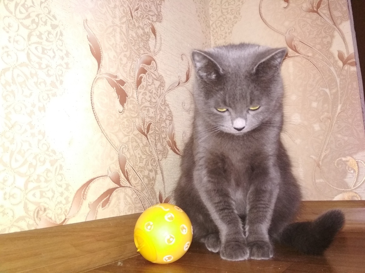 -Я фоткаца не хочу, и шар забери