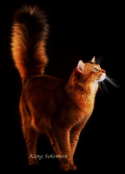 Сомалийская кошка окраса соррель (фото с питомника King Sоlomon)