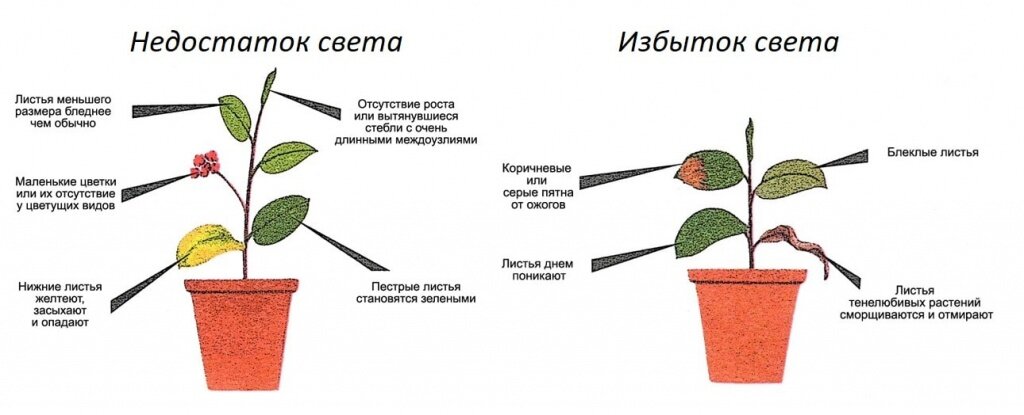 Проект влияние света на рост растений