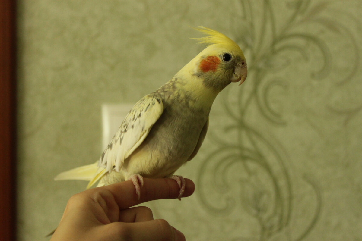 Видно, что она готова свалить в любую секунду, но... Это был большой прогресс. Фото автора.