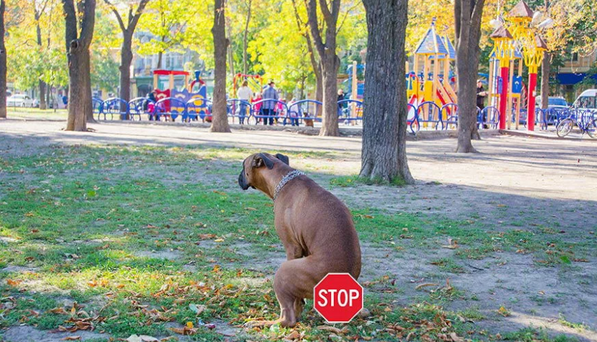 фото из Яндекс картинки