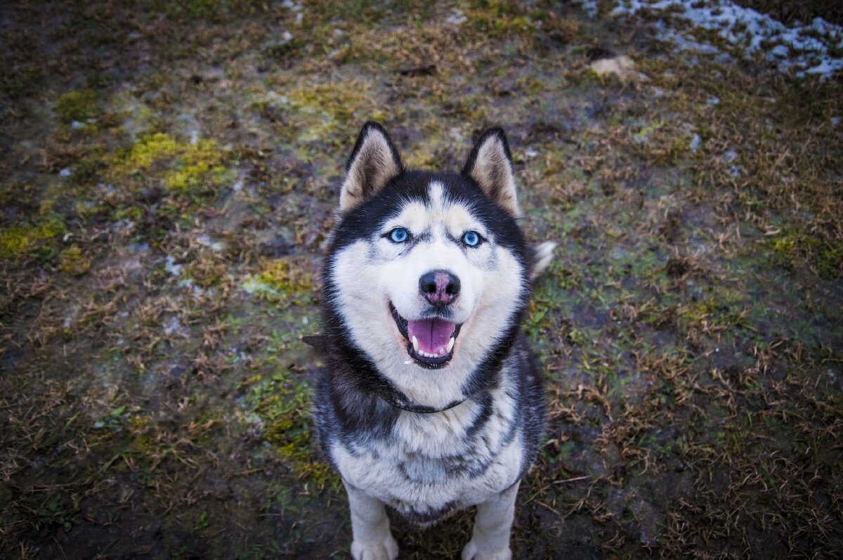 In dogs we trust хаски. Хаски женского пола. Сибирский хаски пегий. Хаски пискунова. Хаски самка.