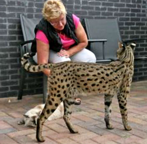 Мейн-кун - кошка больших размеров