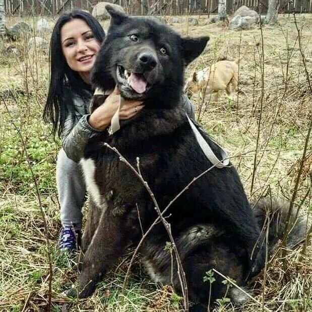 Вольфхунд (русский)