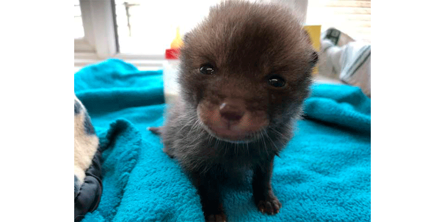 Спасенные лисенок. Фото: Cuan Wildlife Rescue