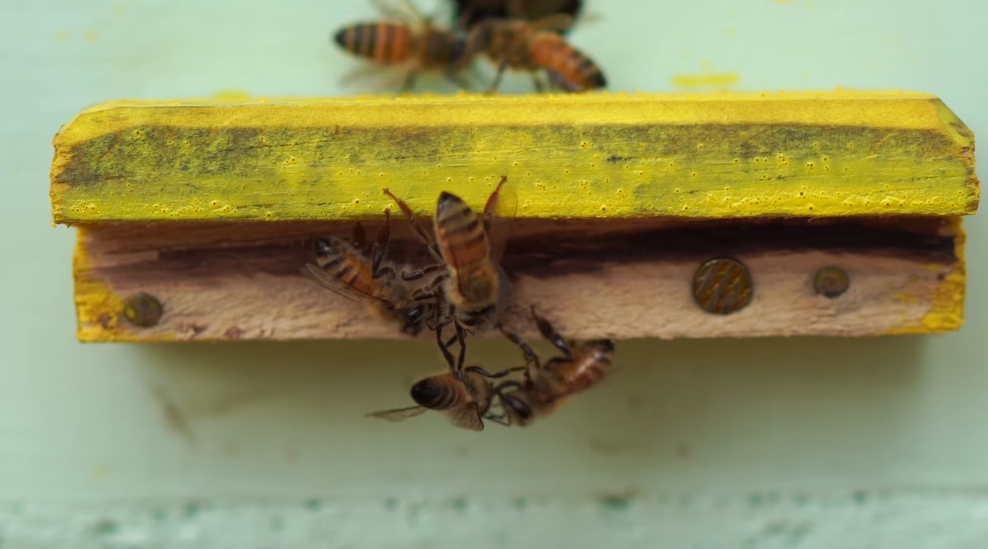 Пчелы поймали воровку.