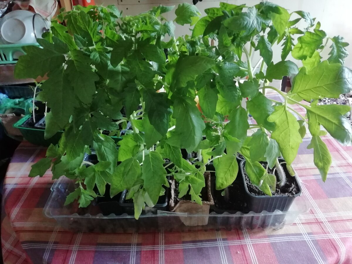 Рассада помидор. 