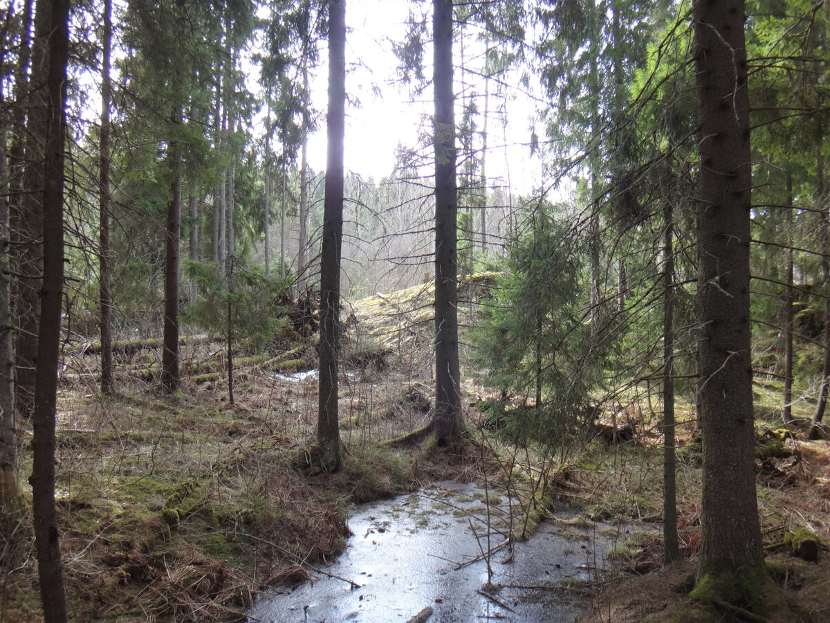 Лес у подножья Паасо