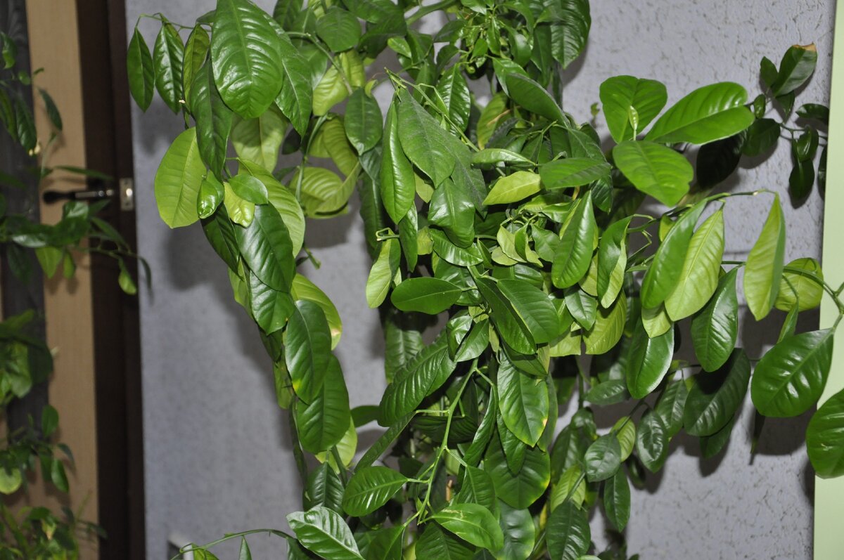 В комфортных условиях листья апельсинового дерева выглядят здоровыми и красивыми