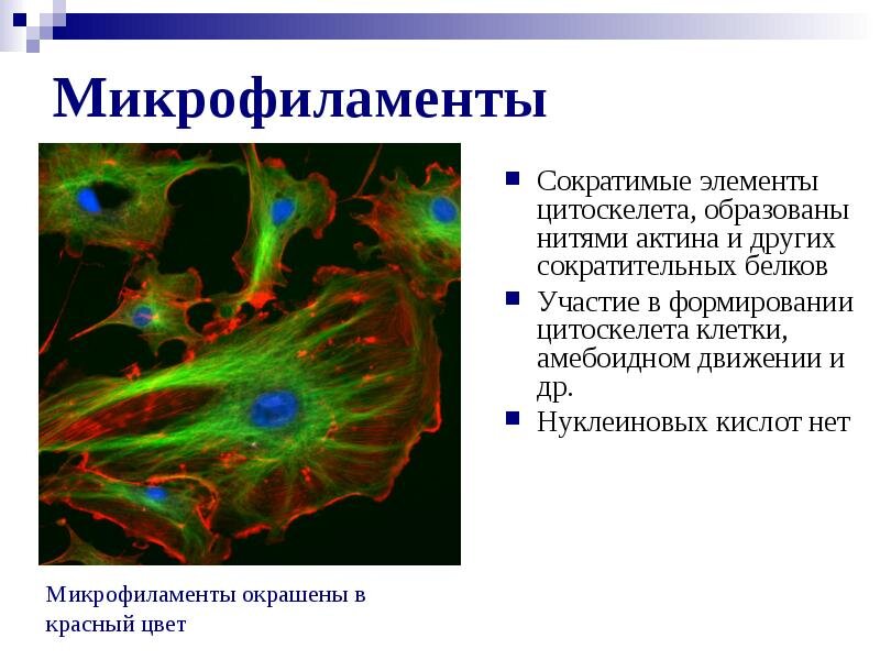 Белки непосредственно участвующие в осуществлении амебоидного движения