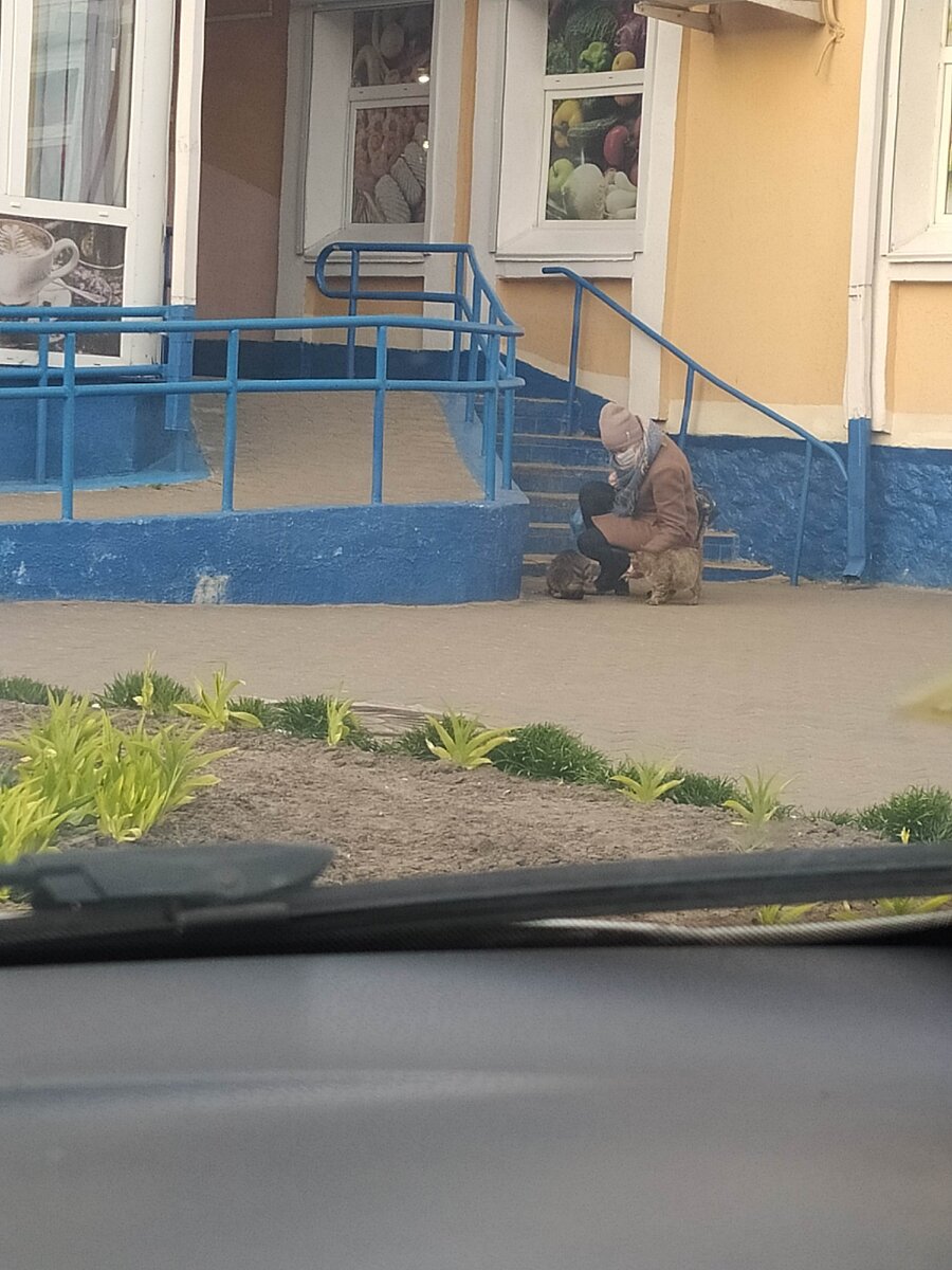 кормит котов