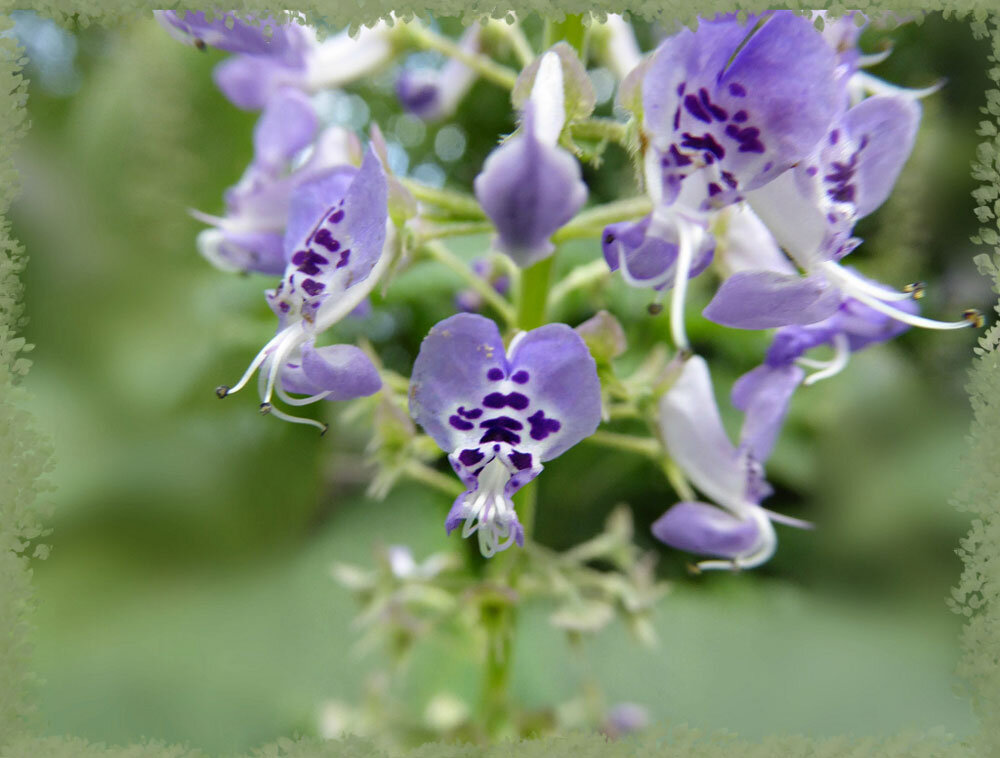 Plectranthus fruticosus - Плектрантус кустистый 