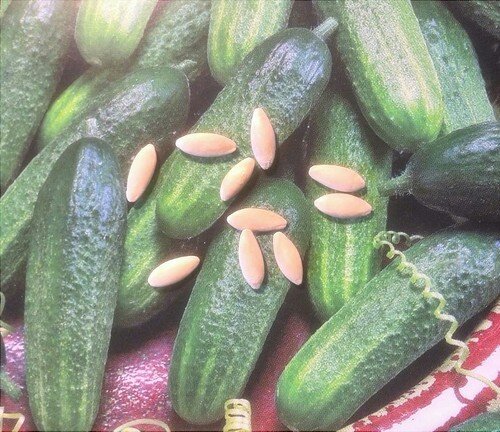 Как повысить урожайность огурцов