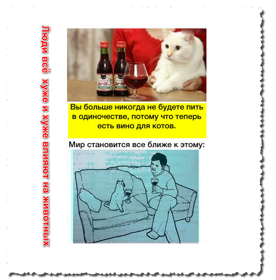 Вино для кошек: что нужно знать о напитке для вашего питомца