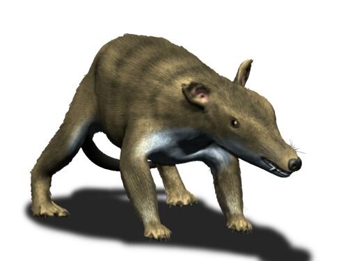 Саблезубая белка. Фото с сайта wikimedia.org