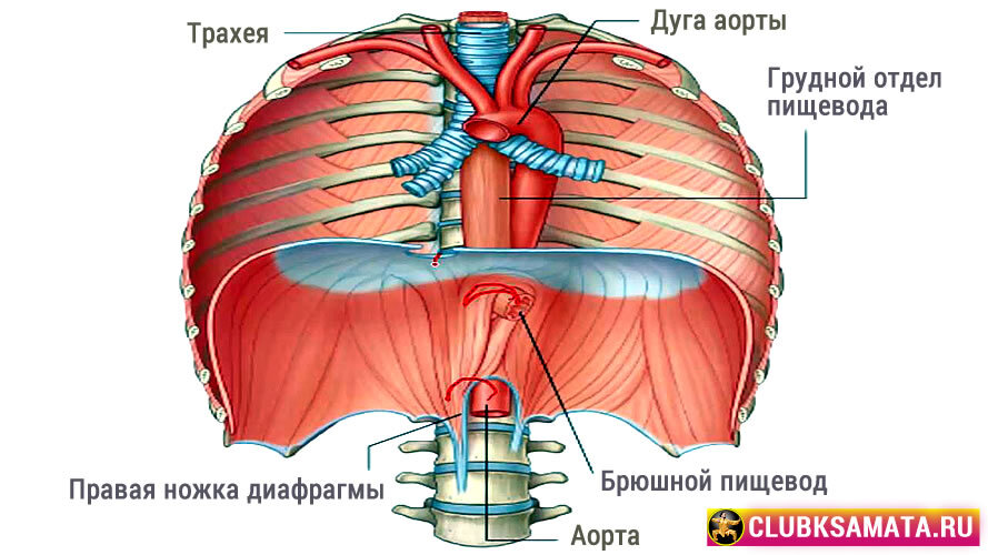 Сколько диафрагмы. Диафрагма человека. Диафрагмы в теле человека. Диафрагмы в теле человека анатомия.