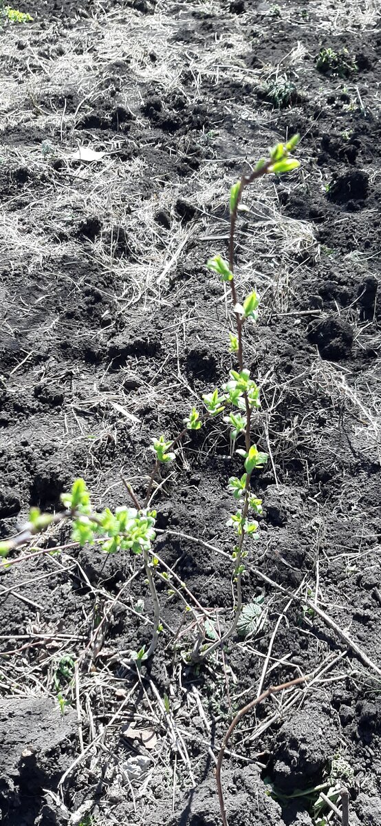 Это  от нее поросль