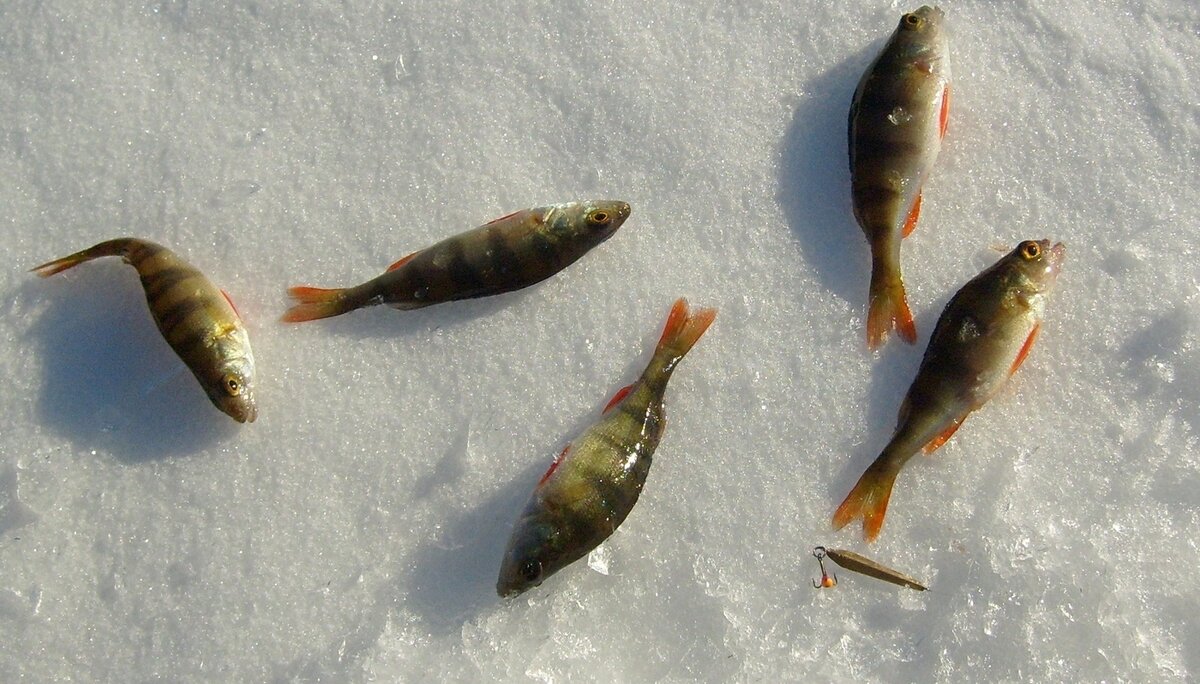 Зимой проблем с сохранением рыбы нет. Фото из интернет.