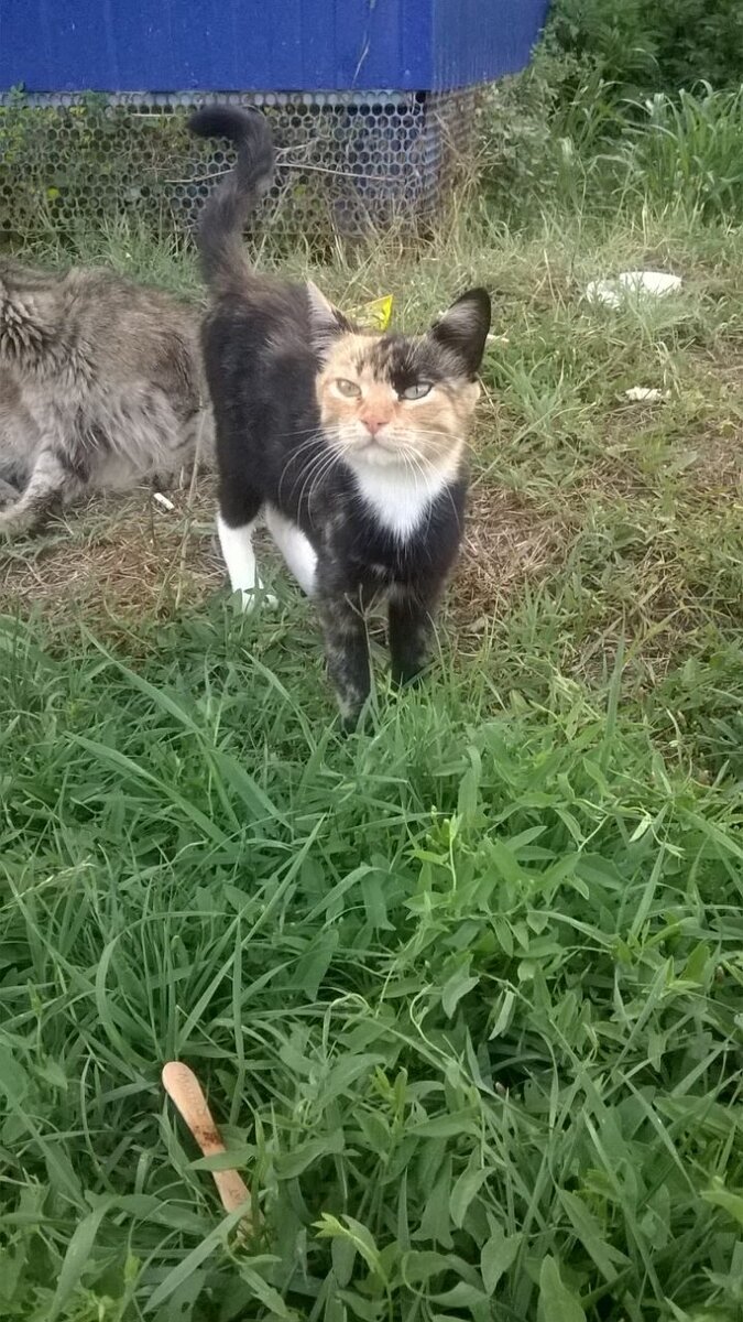 Пегушик красавица!