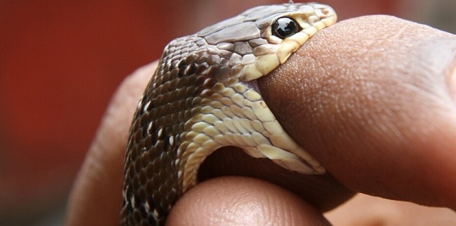  Укус ядовитой змеи чрезвычайно опасен, поскольку змеиный яд очень токсичен и способен привести к летальному исходу в считанные минуты после укуса.-2