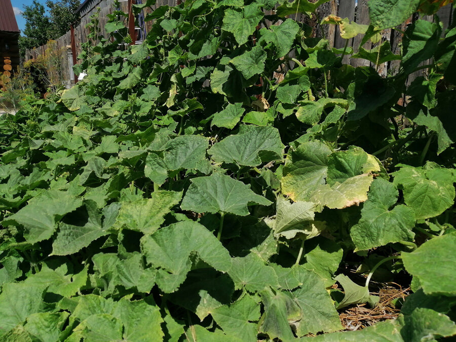 Листья огурцов стали желтеть, вянуть и вообще цвет не такой насыщенно зелёный, как раньше