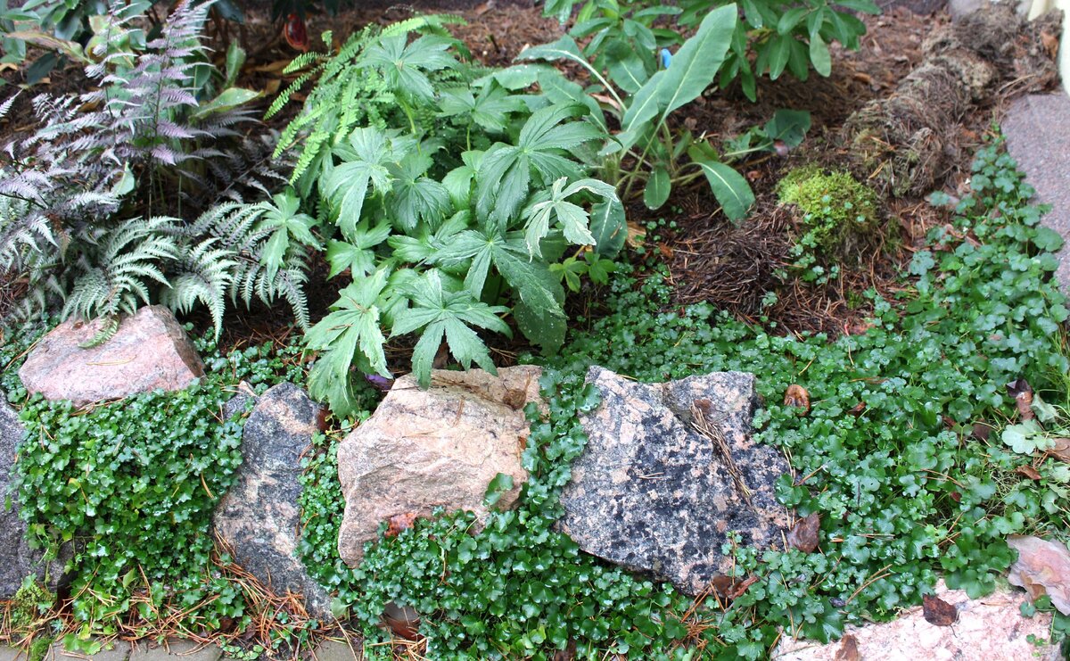 1. Мой сад 7 октября