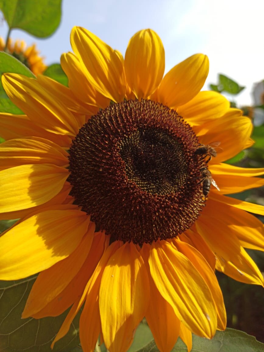 Вот такое чудо в центре Москвы, начало октября 2020г.