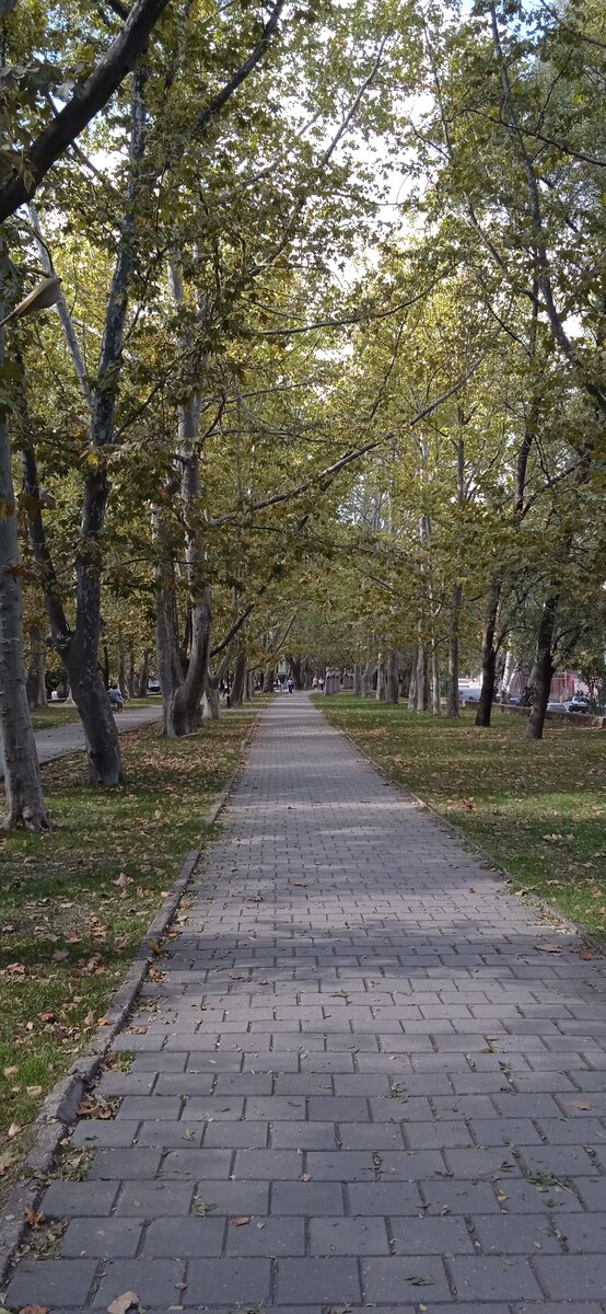 Платан - дерево с удивительной историей. | Мой Крым - моя планета | Дзен