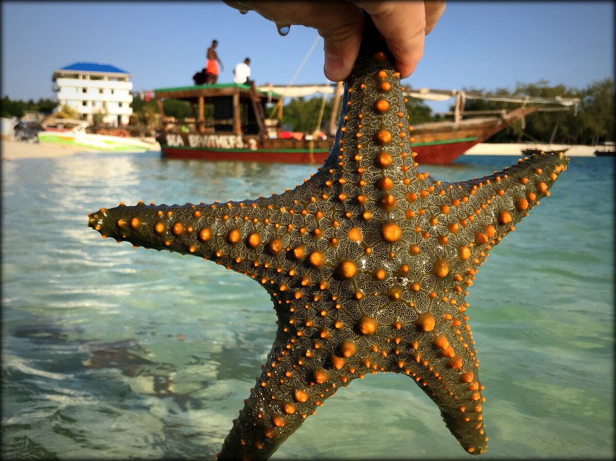 Танзания Занзибар морские звезды