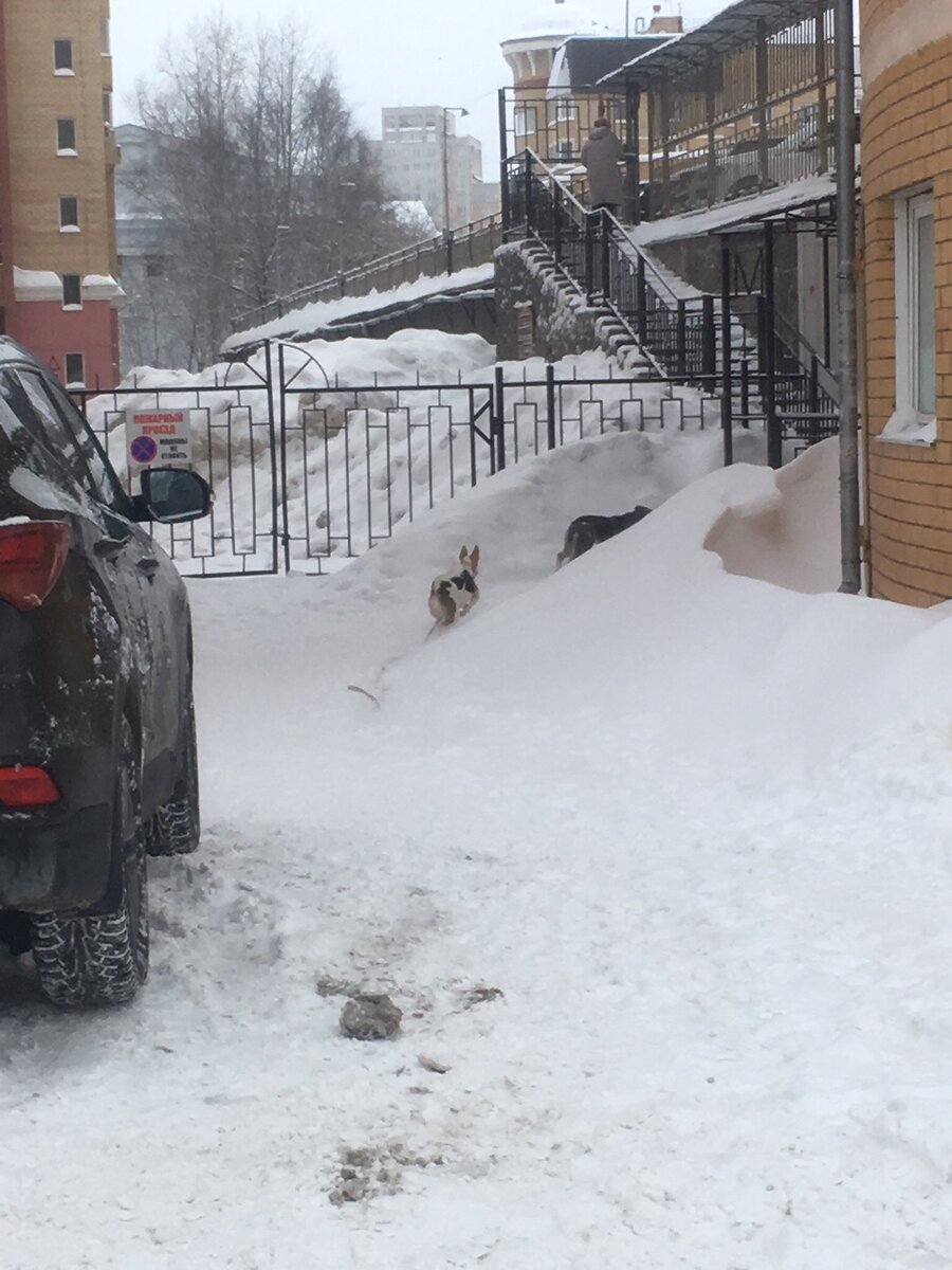 На фото - дом, в котором живет Люся, хозяйка Бони. А две собаки на фото - это Дина и Боня. Дина - за сугробом, а Боня - белая с рыжим и черным | Фото: Люся П.