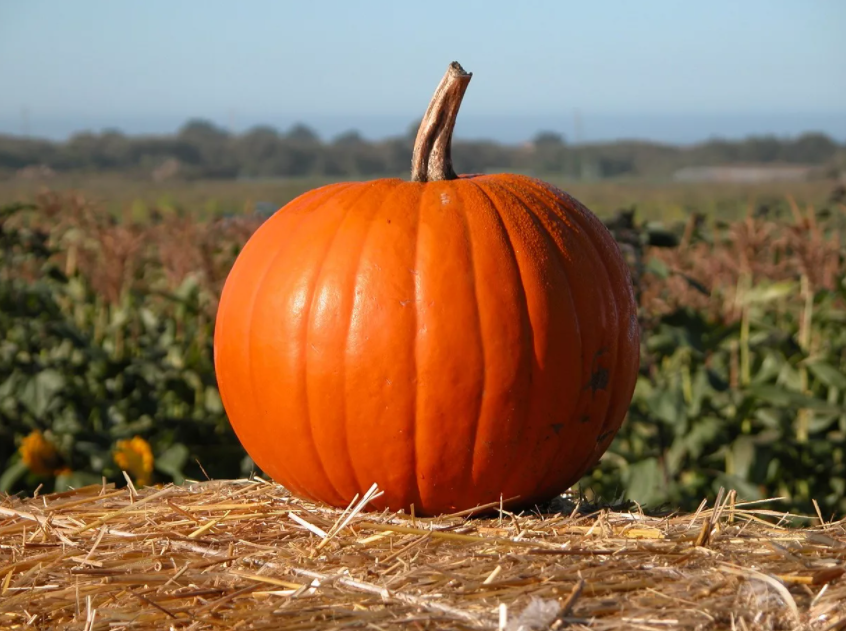 Фото из сети, нет у меня тут во Вьетнаме тыквы, а иногда так хочется