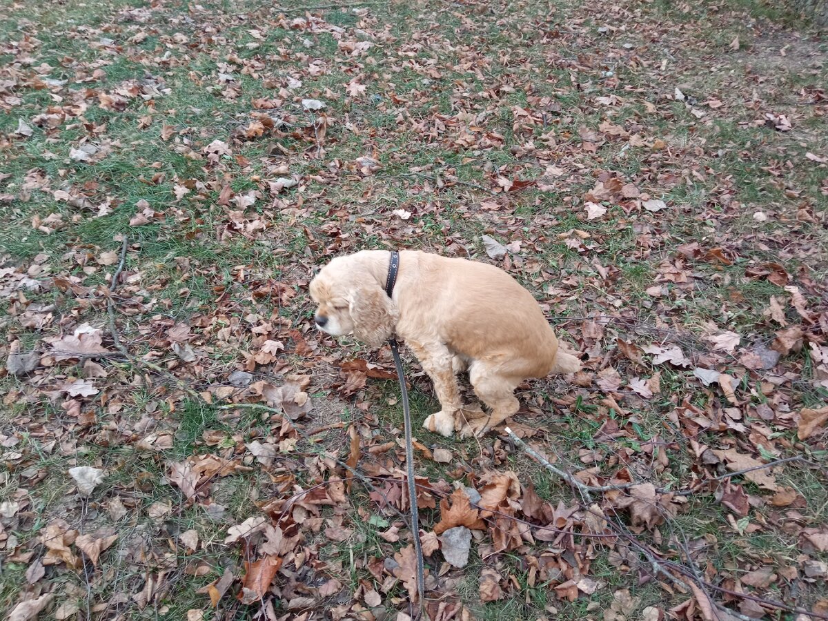 Собака на прогулке присела по нужде