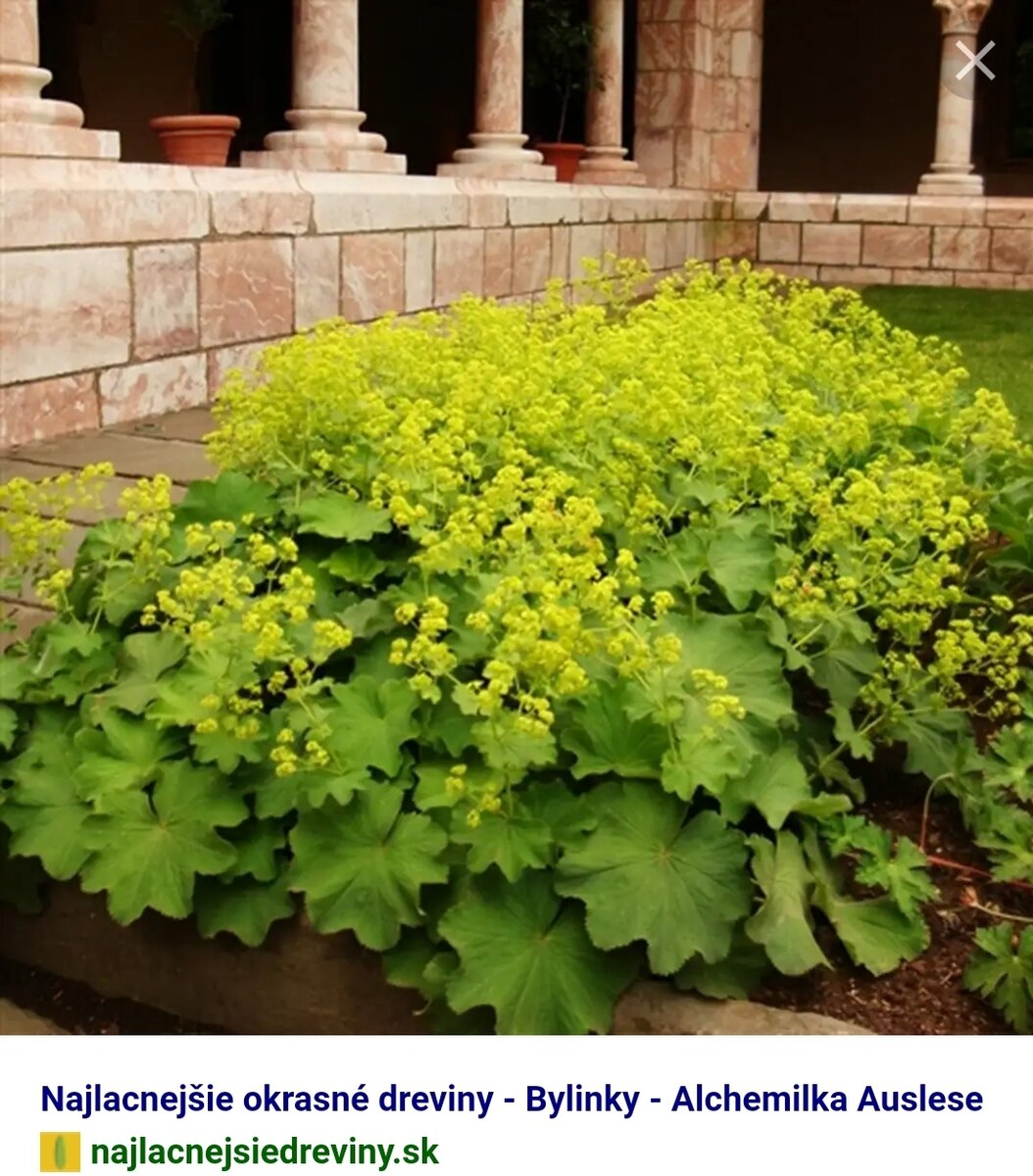 Манжетка Alchemilla mollis