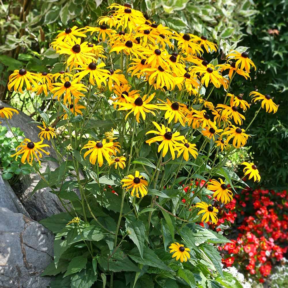 Рудбекия блестящая (Rudbeckia Fulgida var. sullivantii) 'Goldsturm'